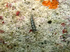 Un polychète de la famille des Hesionidae