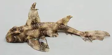 Heterodontus ramalheira