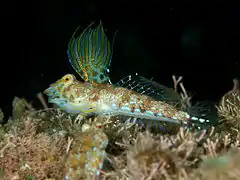 Minysynchiropus kiyoae