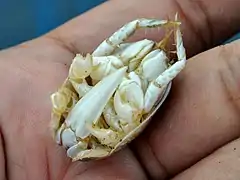 Hippa adactyla (face ventrale).