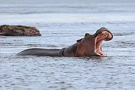 Hippopotamus amphibius