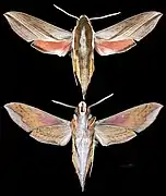 Hippotion boerhaviae