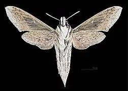 Hippotion celerio Revers de la femelle (coll.MHNT)