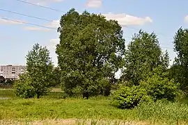 à Hirka Polonka, ancien habitat classé,