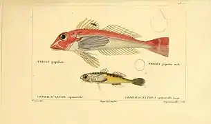 Lepidotrigla papilio