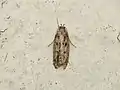 Imago