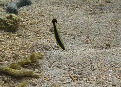 Un labre annelé (Hologymnosus annulatus) juvénile