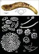 Holothuria pardalis.