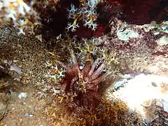 Gros-plan sur la bouche d'un spécimen sud-africain.