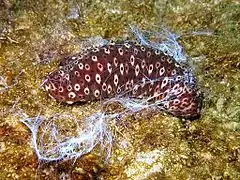 Un concombre cracheur marron (Holothuria sanctori) en Méditerranée.