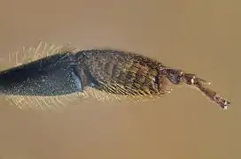 Face interne d'une patte postérieure.