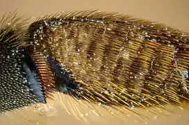 Peigne et brosse à pollen.