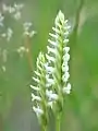 Song of the Irish Lady's Tresses Orchid (no&nbsp;12, 1987)