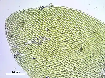 Vue au microscope d'une feuille d'Hookeria lucens. On remarque le motif grillagé des cellules.