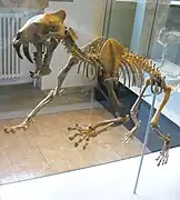 Hoplophoneus primaevus