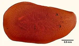 Hoploplana inquilina, un Leptoplanidae