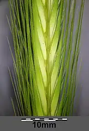 Gros-plan sur un épi d'Hordeum murinum montrant comment chaque épillet s'insère dans l'épi.