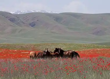 La steppe de l'est du Kazakhstan en été.