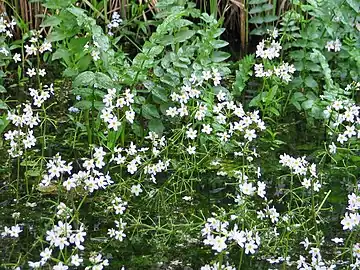 l'hottonie des marais avec du cresson