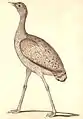 outarde du Bengale femelle dessiné par Hardwicke