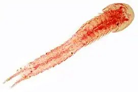 Hutchinsoniella macracantha, un céphalocaride (Cephalocarida)