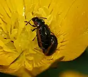 Hydrothassa hydrothassa