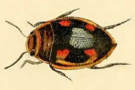 Hygrotus decoratus.