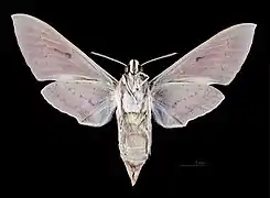 Hyles nicaea castissima face ventrale