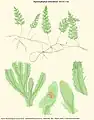 Hymenophyllum holochilum (Bosch) C.Chr.