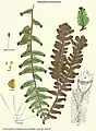 Hymenophyllum tomentosum Kunze