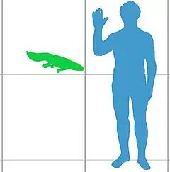 Silhouettes d'Hynerpeton bassetti et d'un être humain côte à côte.