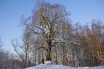 L'arbre de la liberté planté sur le mont Bois Là-Haut à la fin du XVIIIe&nbsp;siècle.