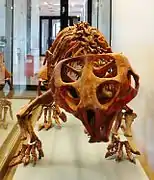 Squelette d'un Hyperodapedon sanjuanensis.