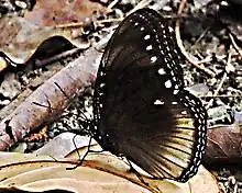 Hypolimnas antilope shortlandica mâle aspirant de sels minéraux