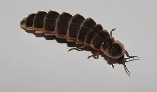 Une femelle lampyre.