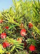 Taxus baccata (Taxaceae)