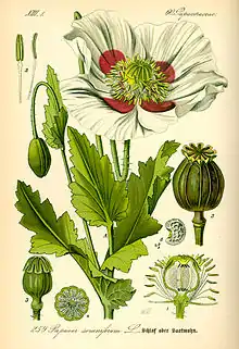 Papaver somniferum.