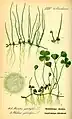 Marsilea quadrifolia, illustration.