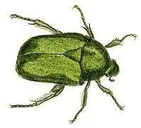 Grande cétoine dorée (Protaetia speciosissima&nbsp;(es))