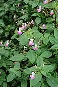 Impatiens balfourii.