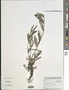 Indigofera conjugata.