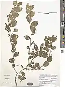 Indigofera nummulariifolia.