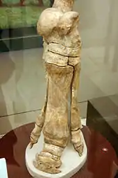 Patte postérieur de P. transouralicum, musée américain d'histoire naturelle.