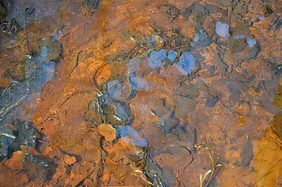Aspect irisé typique d'un biofilm riche en Infusoires, il s'est ici formé en surface d'une eau ferrugineuse lentique recouvrant un tapis de feuilles mortes (Forêt domaniale de Flines-lès-Mortagne, France).