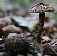 Cuticule et pied méchuleux(Inocybe hystrix)