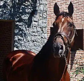 Image illustrative de l’article Invasor