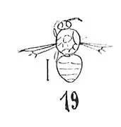 éch. R709 du Sannoisien de Kleinkembs selon N. Théobald