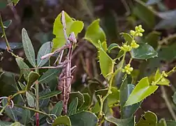 ♀ dans le bois des Aresquiers (Vic-la-Gardiole)