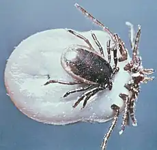 Mâle et femelle d’Ixodes ricinus copulant. Le mâle est le plus petit