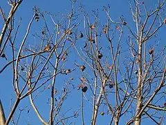 Branches nues et fruits.
